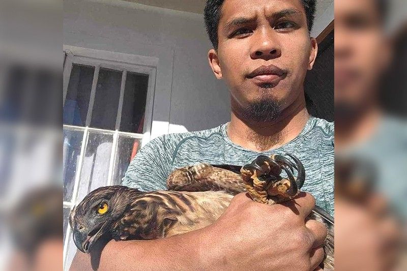 Weak hawk eagle rescued in Tuba, Benguet