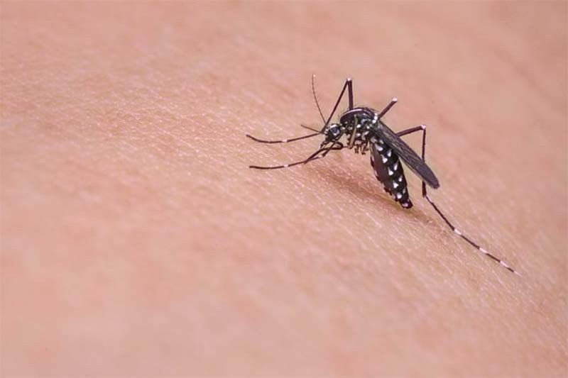 DOH: Dengue cases drop 24.4%
