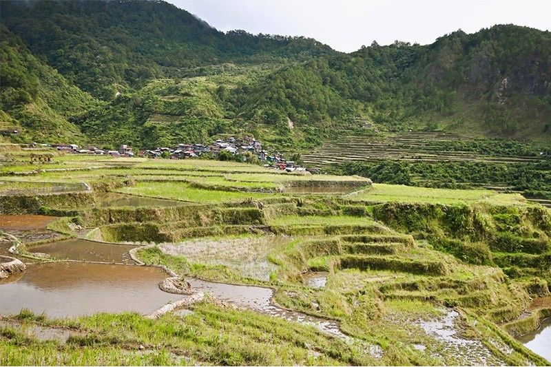 Bontoc's rice terraces nominated pilot site for sustainable farming, environmental conservation