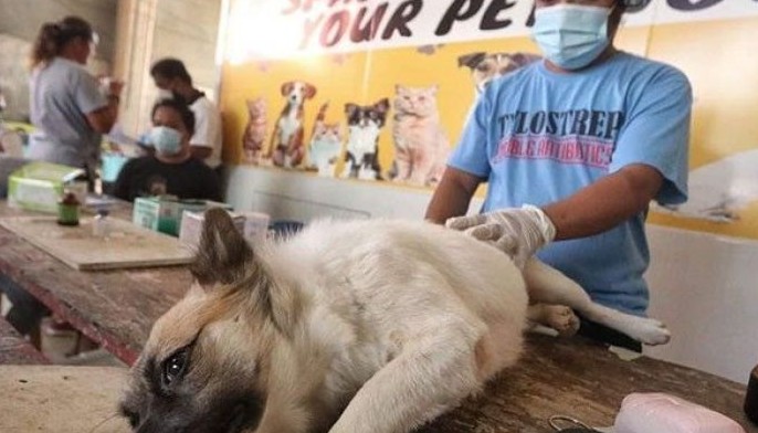 Mga binuhing hayop pabutangag microchip
