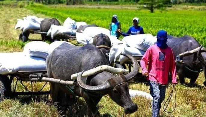 DA bans live cattle, buffalo imports from Japan due to lumpy skin disease outbreak