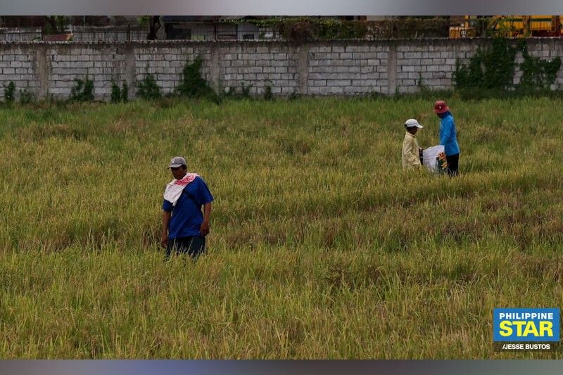 Rice sufficiency possible in 2028 â NIA official