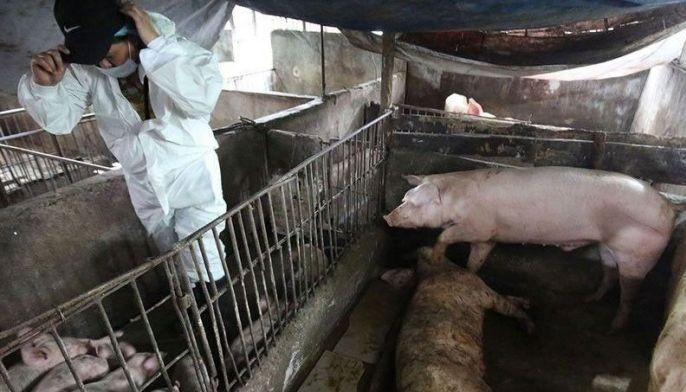 Hog raisers struggle to hike production amid ASF blow