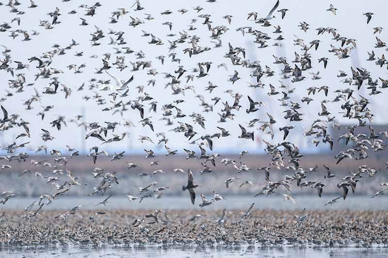 Migratory species at risk across the planet, UN report warns
