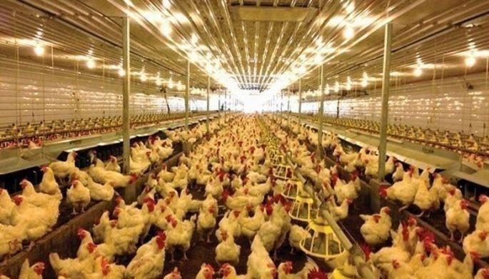 Benguet now bird flu-free