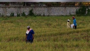 Farmers harvest rice using sickles in Bocaue, Bulacan on January 2, 2024. 