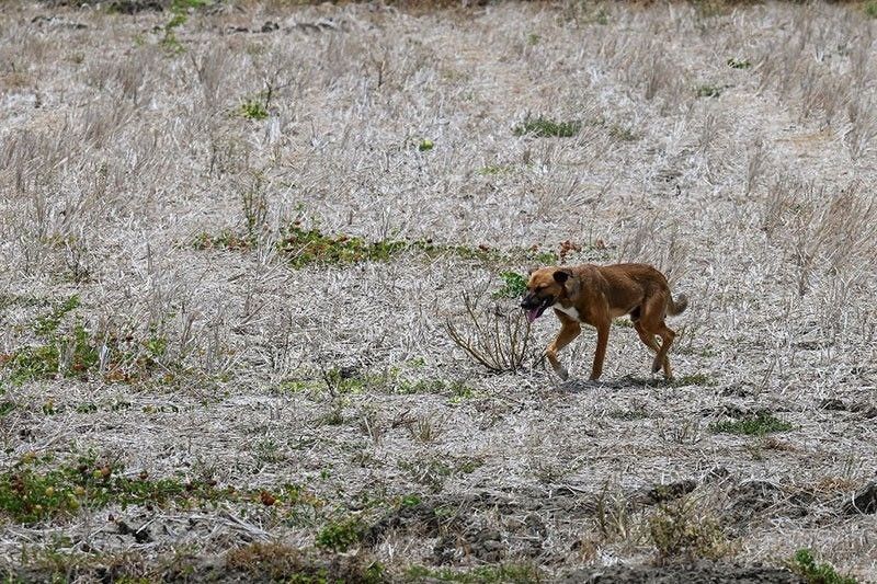 Strong El Niño to end this month – Pagasa