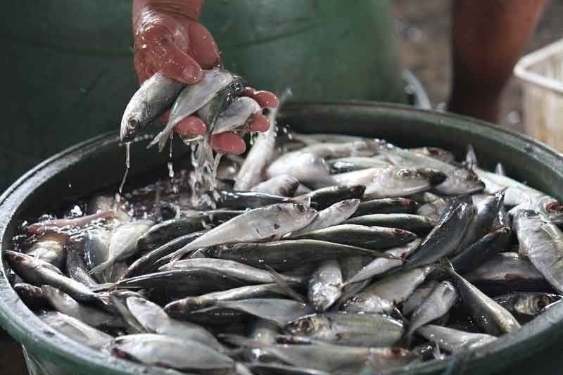 BFAR assures small fishes massing no cause for alarm