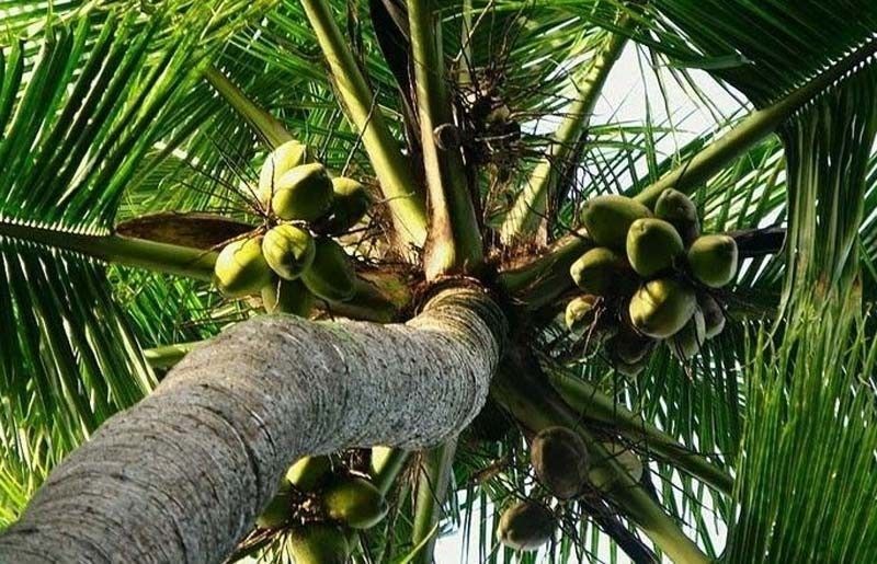 Coconut processors want more funding for VCO research