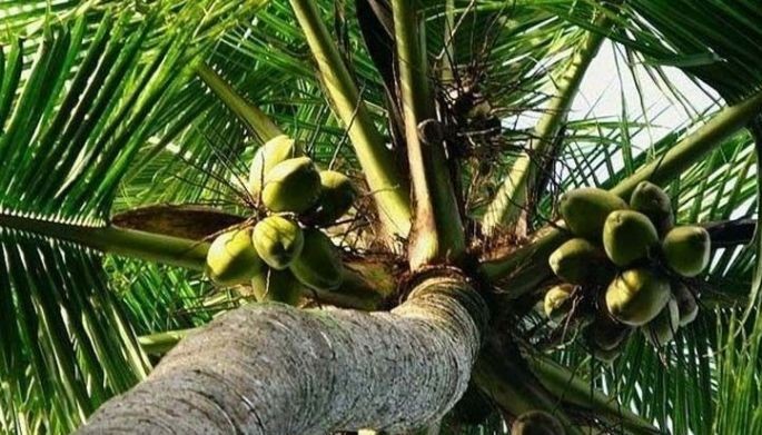 Coconut processors want more funding for VCO research