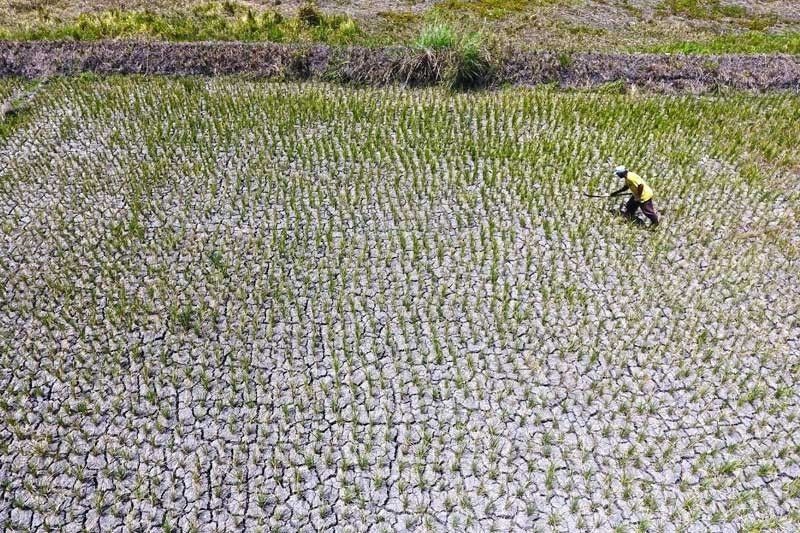 El NiÃ±o damage to agriculture sector hits P357.4 million