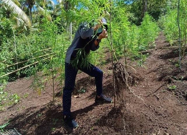 P12.9-M worth marijuana plants uprooted in Sulu
