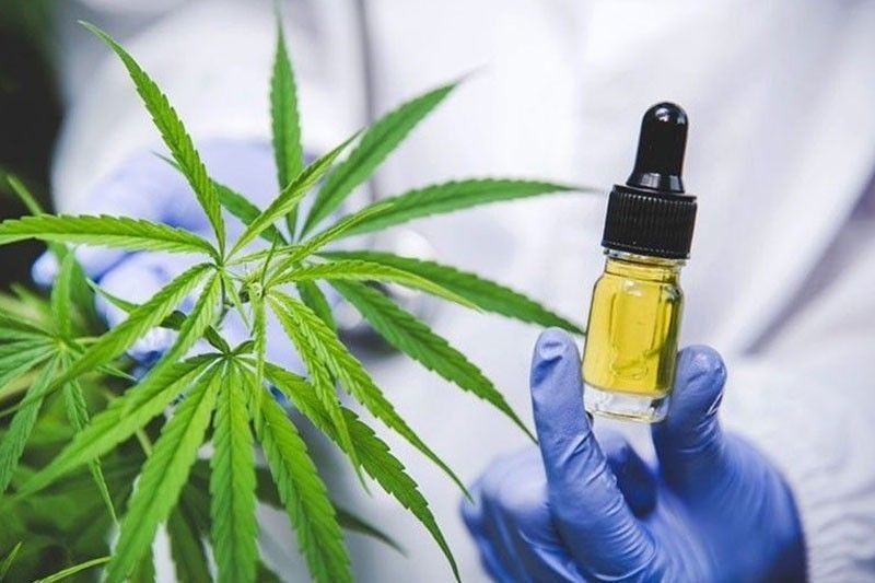 13 senators sign report on medical marijuana bill