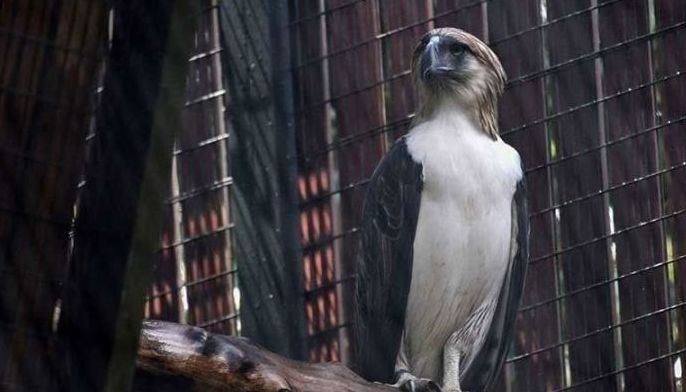 Philippine Eagle rescued in Bukidnon