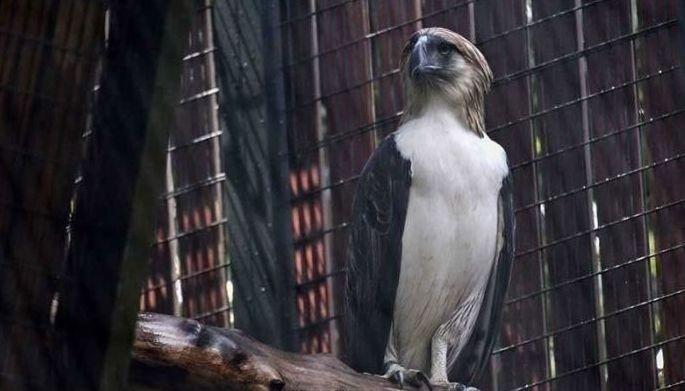 Philippine hawk eagle, nasagip sa Laguna