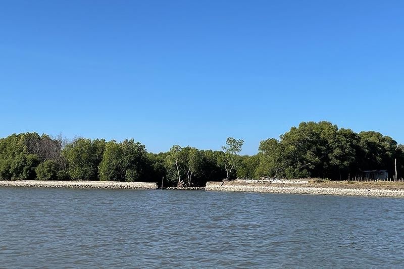 Converting ponds to salt farms threatens mangrove restoration, conservationists warn