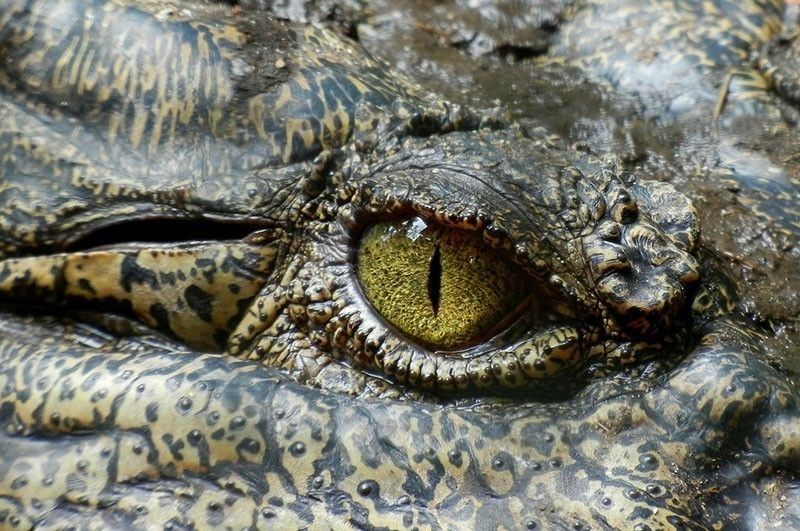 DENR alarmed by 82% drop in Philippine crocodile population