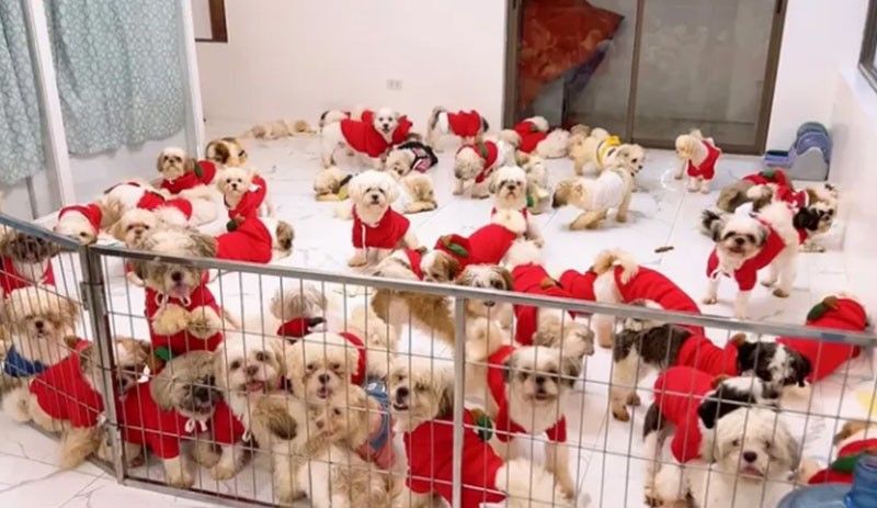 4th Impact deletes GoFundMe page for dog donations after heavy backlash