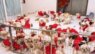 4th Impact confirms refunding donations of deleted GoFundMe page for 200 dogs