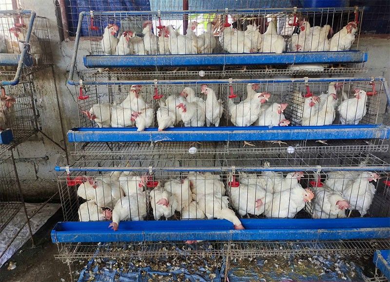 High demand to feed growth in broiler output
