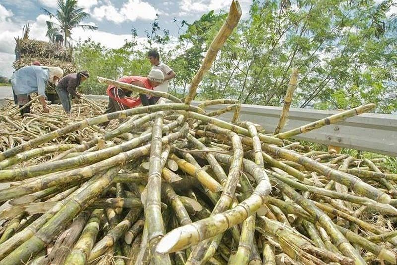 Farmgate raw sugar prices seen returning to â��fairâ�� levels