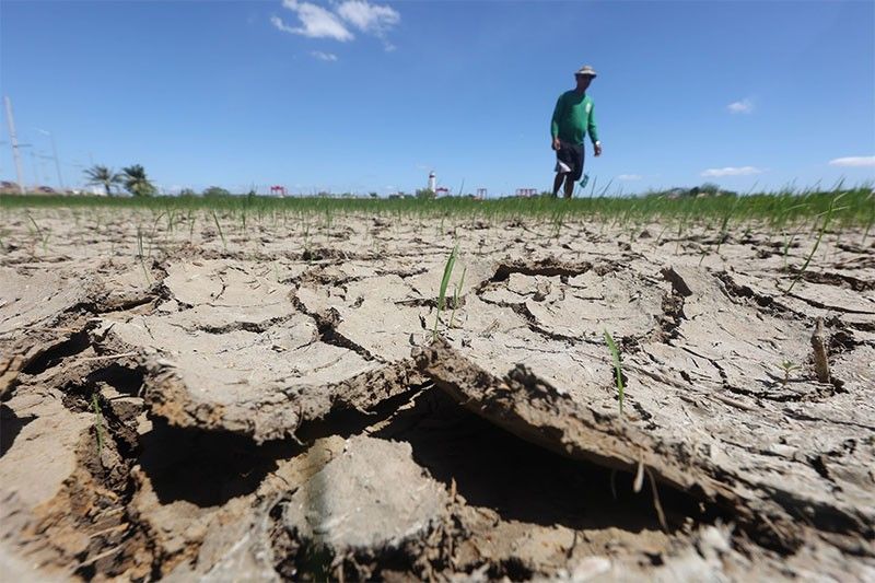 Agriculture losses due to El NiÃ±o hit P1.23 billion