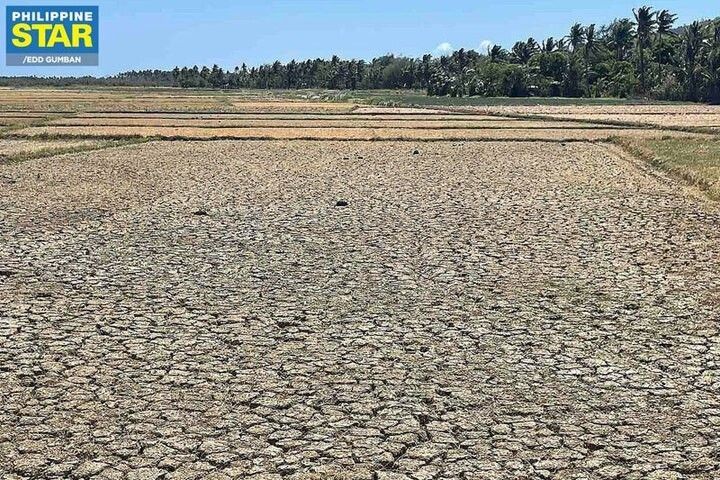 Ilocos farmers get P28.4 million aid amid El Niño