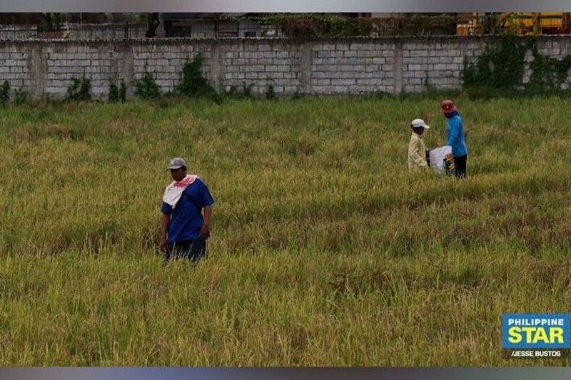 P12 billion cash aid to rice farmers fully distributed by June â�� Department of Agriculture