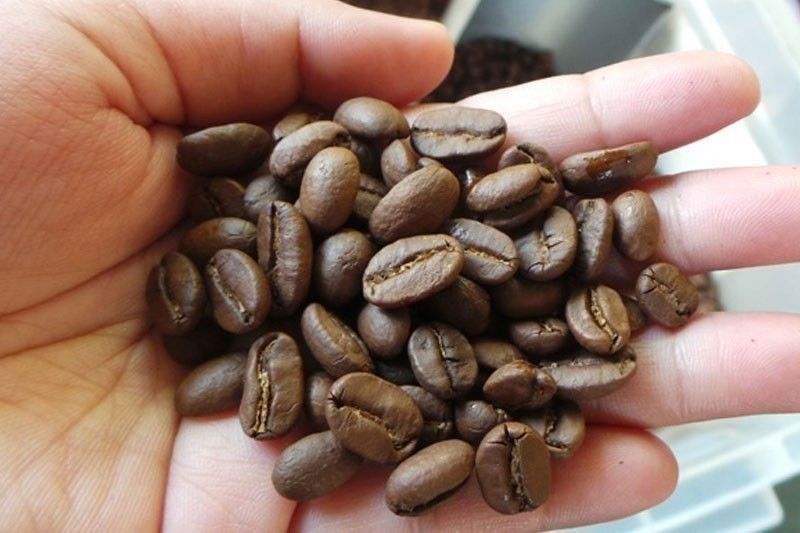 DA reviewing documents on coffee seedlings