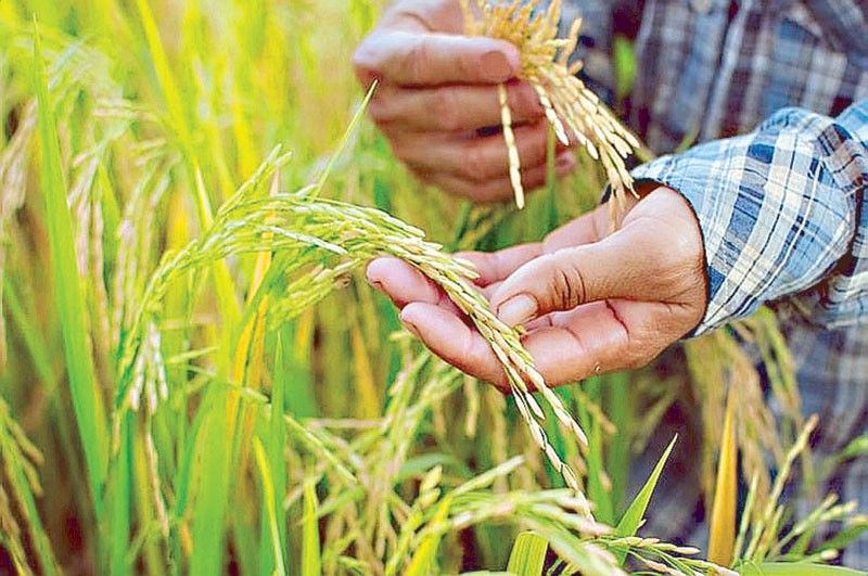 Bumper harvest of palay seen in Q1