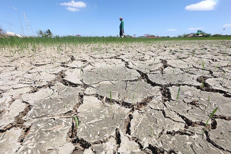 El NiÃ±o agriculture damage in 8 regions hits P1.75 billion