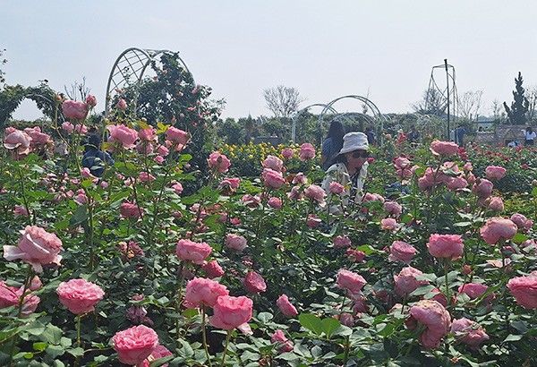 Blooming beauties: Visit Taiwan’s scenic flower road, aromatherapy garden