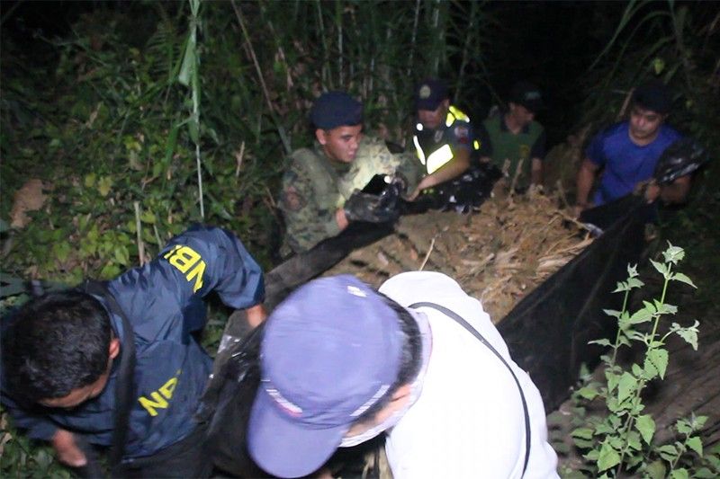 Multi-million-worth cannabis plantation discovered along Kennon Road in Tuba, Benguet