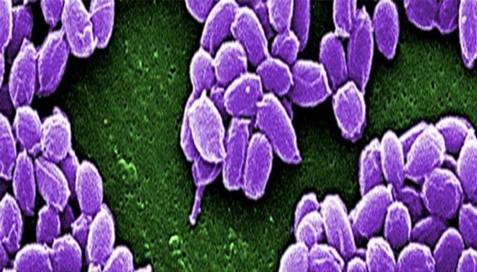 Thailand sounds alarm after anthrax outbreak in Laos