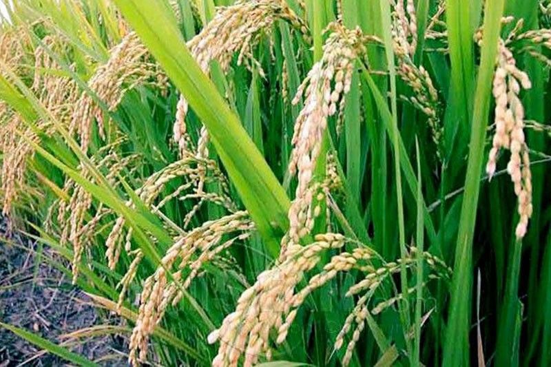 New facility to cut IRRI rice breeding process to 2 years
