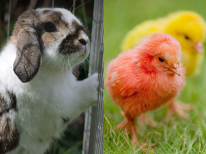 PAWS urges public: Say no to live animal giveaways this Easter season
