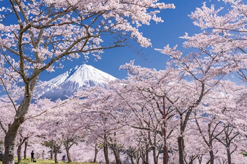 Sakura season is on: 3 destinations to visit where cherry blossoms are in full bloom