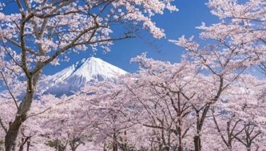 Sakura season is on: 3 destinations to visit where cherry blossoms are in full bloom