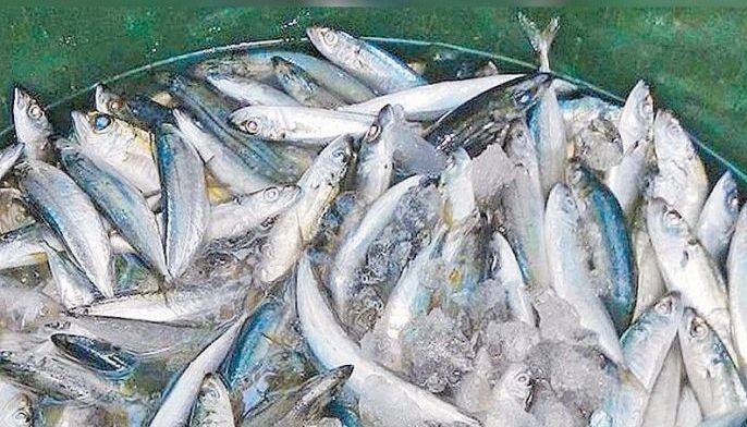 DA suspends galunggong imports