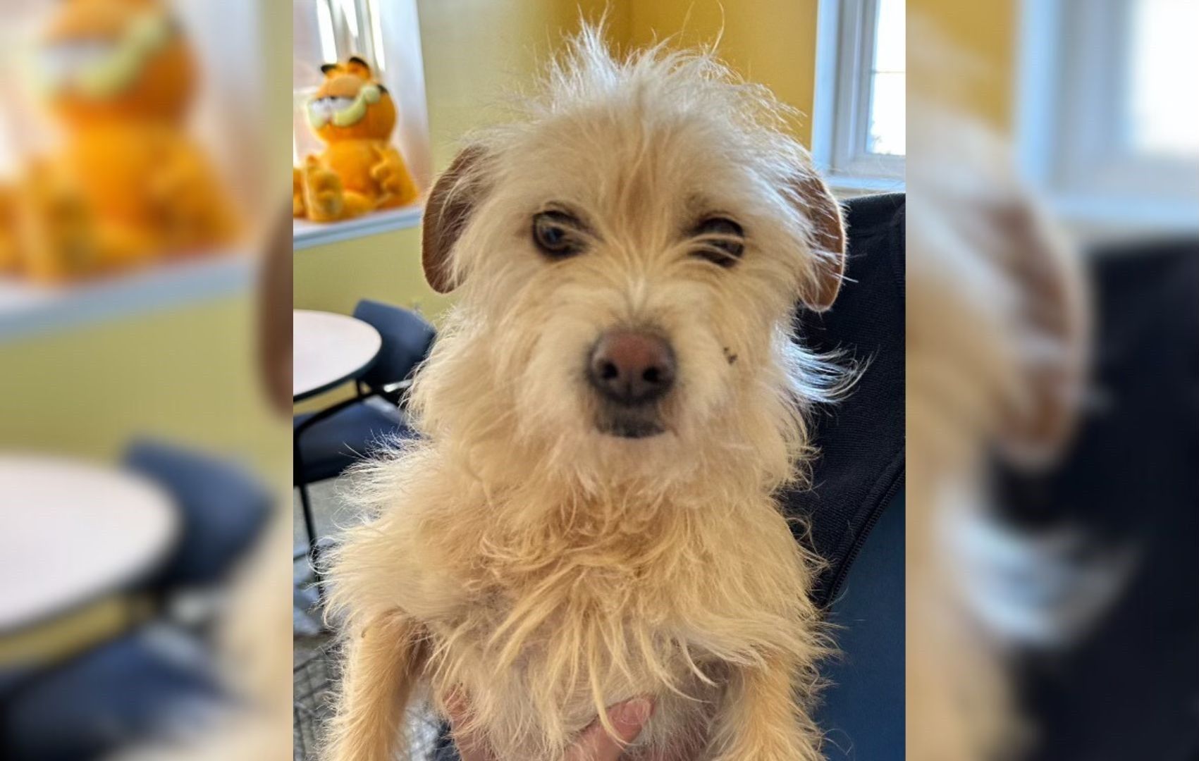 Missing dog found 2,000 miles from California home
