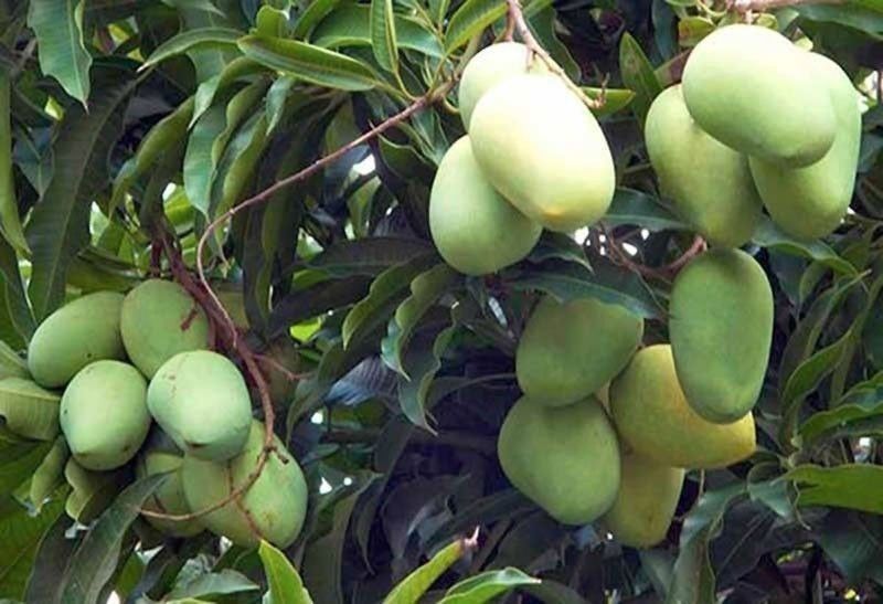 More Philippine mangoes off to Australia