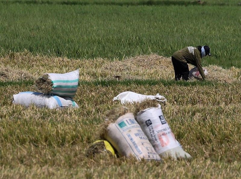 Loans to agriculture sector âquadrupledâ in 2023