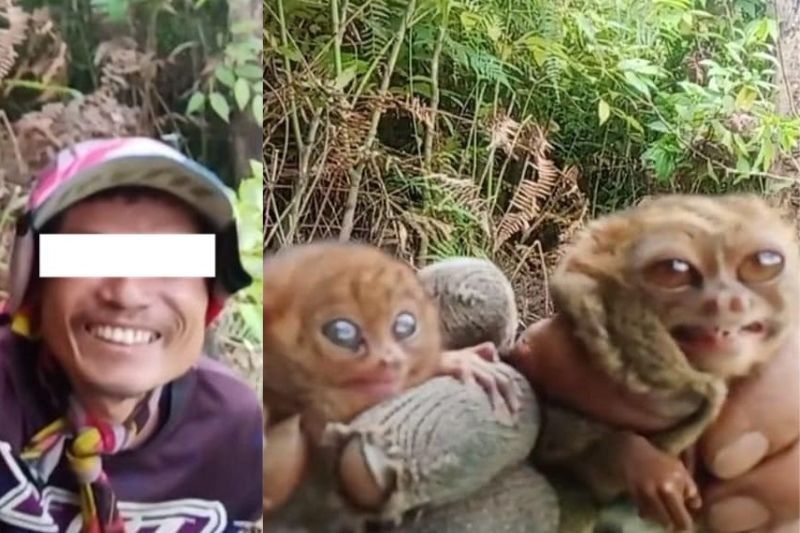 DENR iniimbestigahan Cotabato vlogger matapos pagkatuwaan 2 tarsier