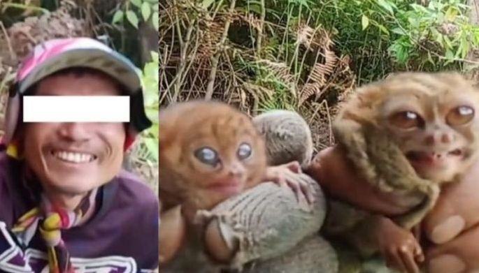DENR iniimbestigahan Cotabato vlogger matapos pagkatuwaan 2 tarsier
