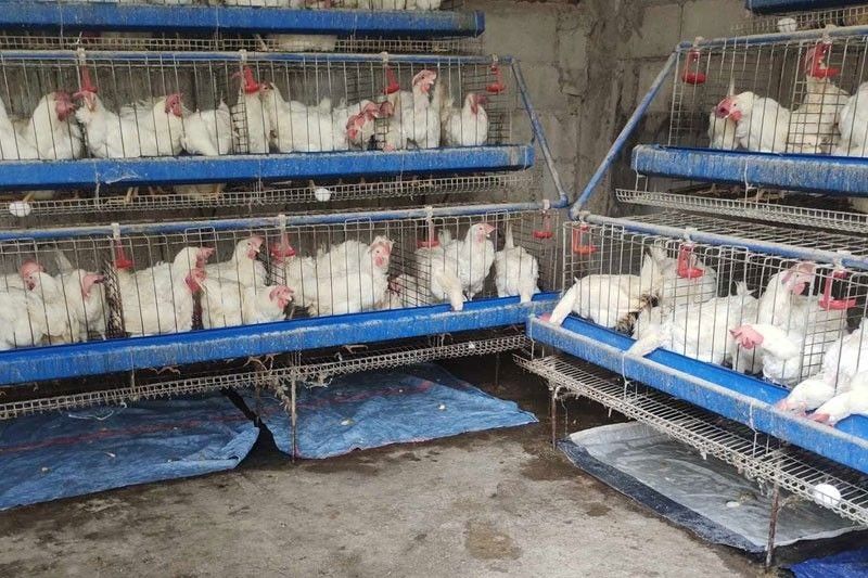 DA lifts ban on poultry products from Belgium, France