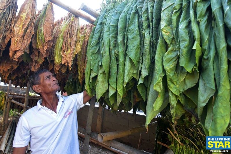 Tobacco output seen surpassing 42 million kg this year