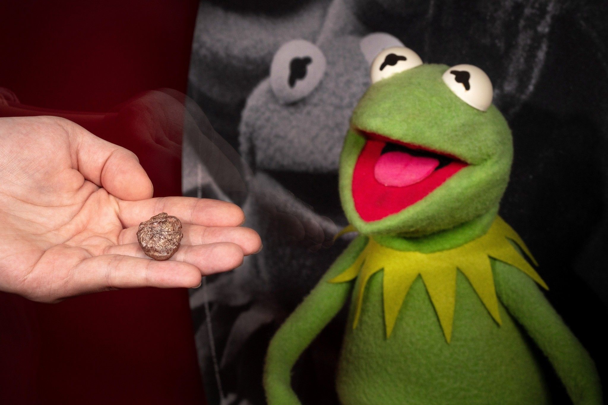 Kermit the Fossil: Muppet inspires ancient amphibian species