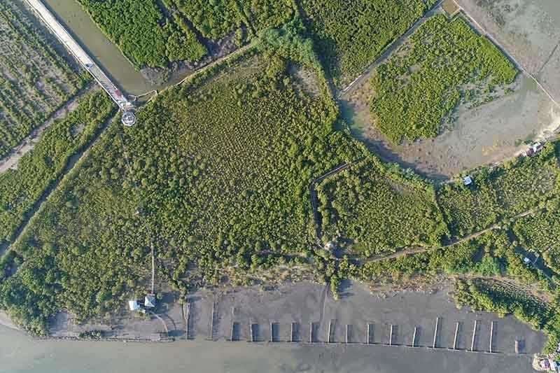 DENR to assess abandoned fishponds for mangrove restoration