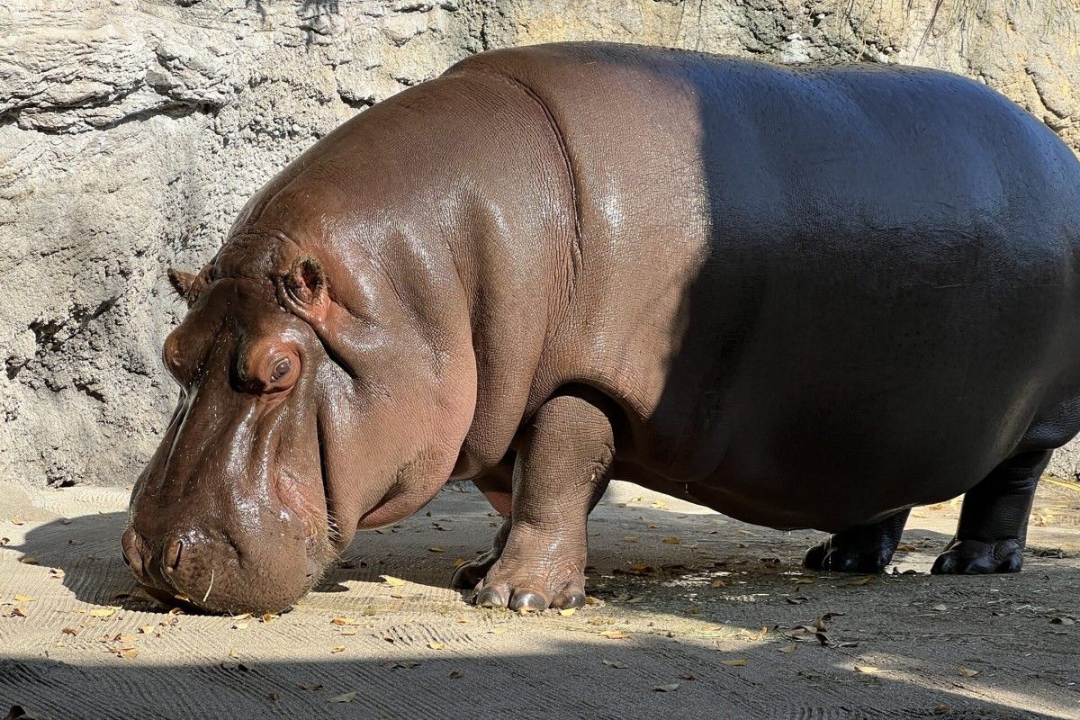 Male hippo in Japan zoo turns out to be female