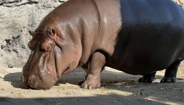 Male hippo in Japan zoo turns out to be female